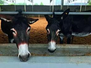 二驴爆料聊城事件视频,揭秘聊城事件背后真相  第3张